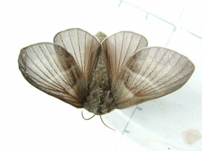 Fox Moth